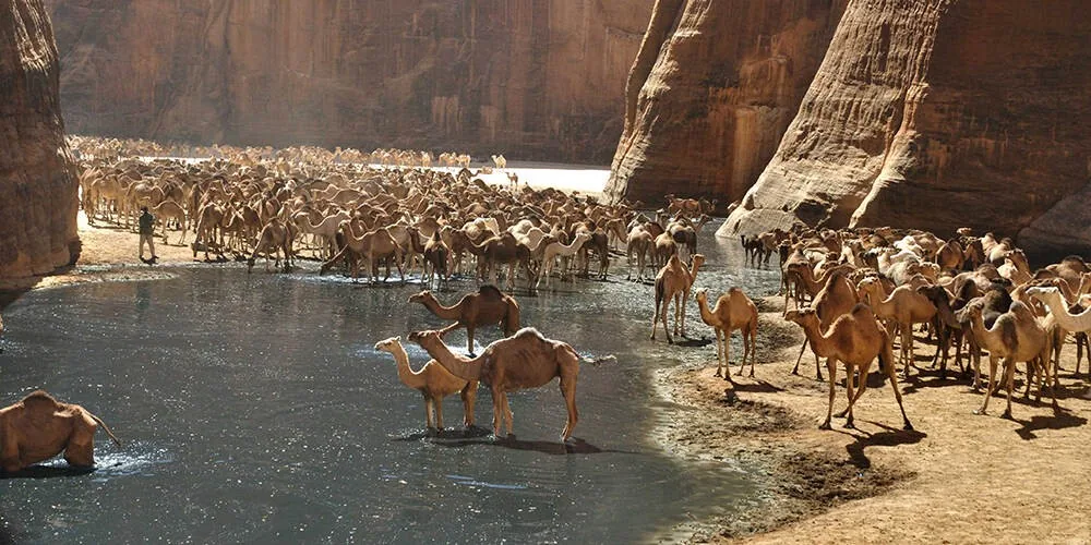 Wadi el-Gemal National Park