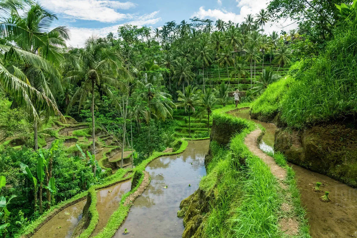 Tegallalang Rice Terrace