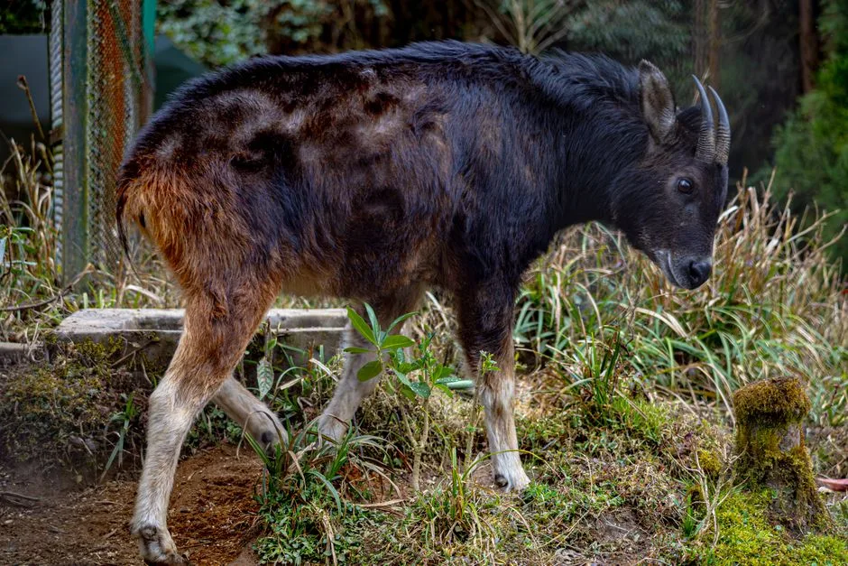 Eravikulam National Park