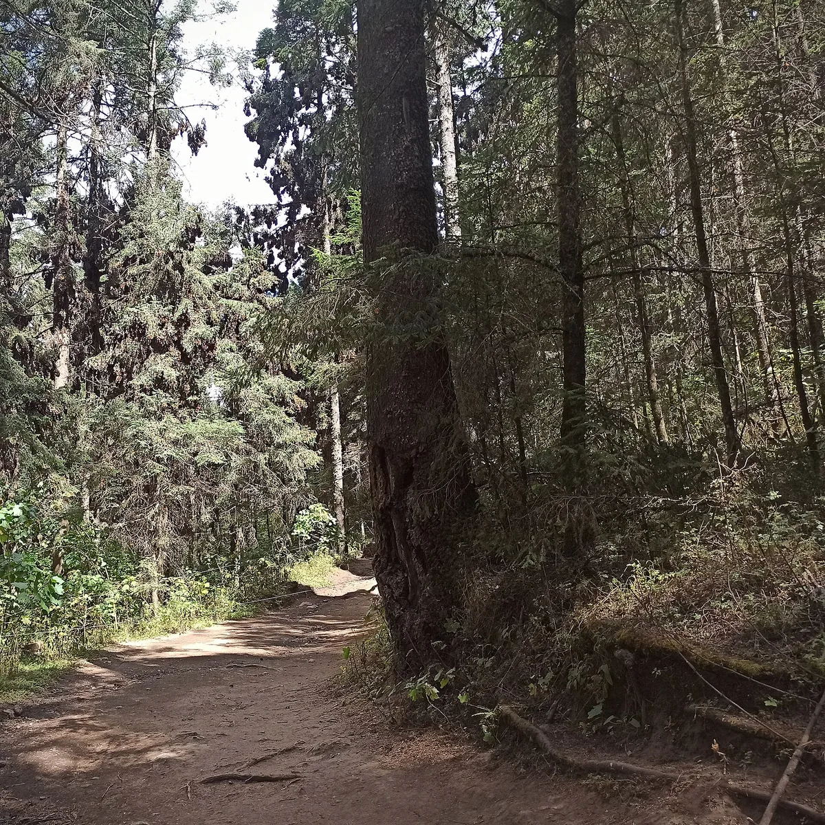 Monarch Butterfly Biosphere Reserve