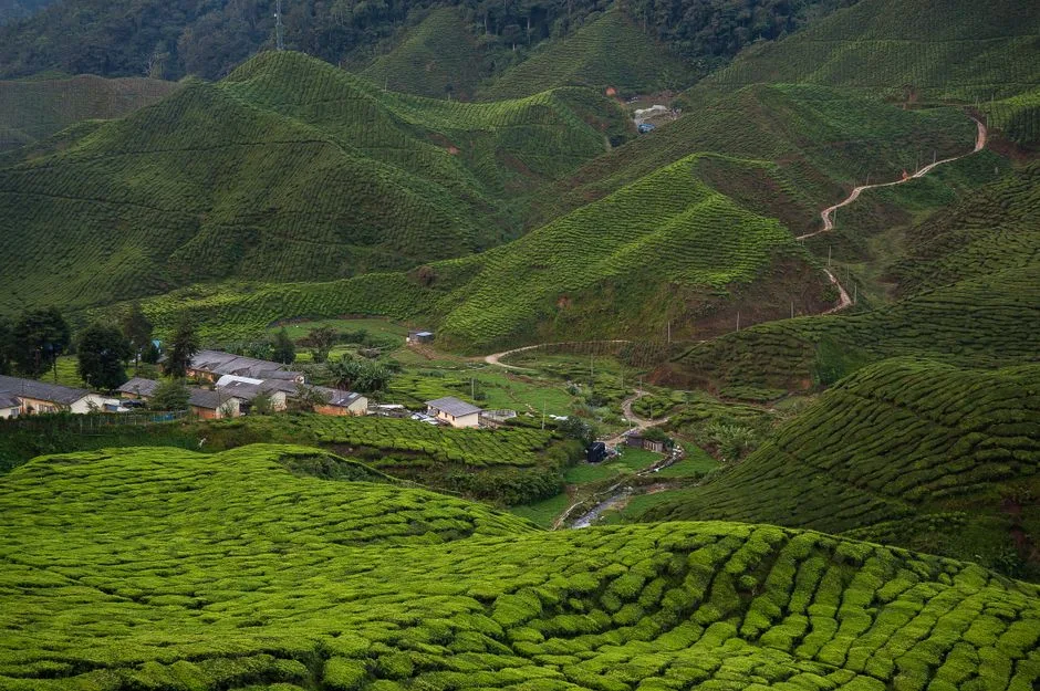 BOH Tea Centre Sungei Palas