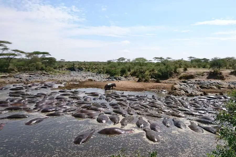 Retima Hippo Pool